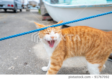 沖繩漁港一隻可愛的櫻花貓在玩繩索 沖繩漁港一隻可愛的櫻花貓在玩繩索 91767092