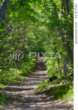 初夏的高泉源山登山步道 初夏的高泉源山登山步道 91767587