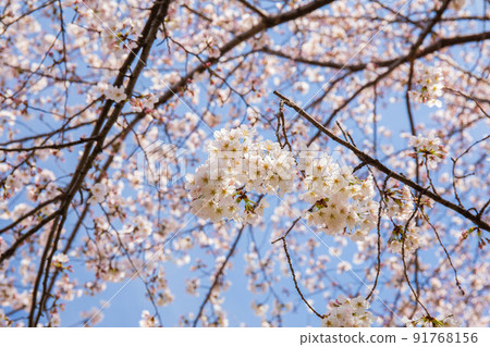 Spring of Saitama Konosu, a row of cherry blossom trees in Motoara River 91768156