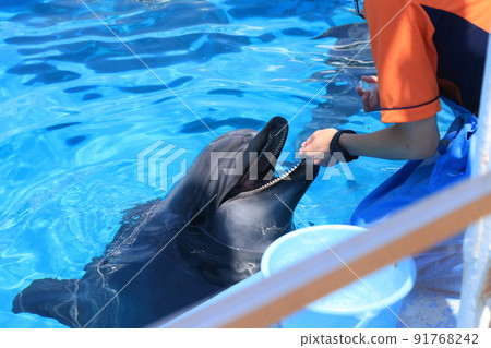 海豚在水族館游泳 91768242