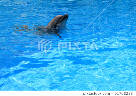 Dolphin swimming in the aquarium Dolphin swimming in the aquarium 91768258