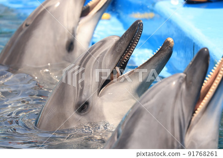 海豚在水族館游泳 海豚在水族館游泳 91768261