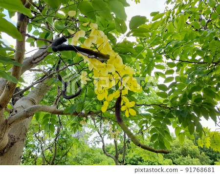Flower and fruit plant 91768681