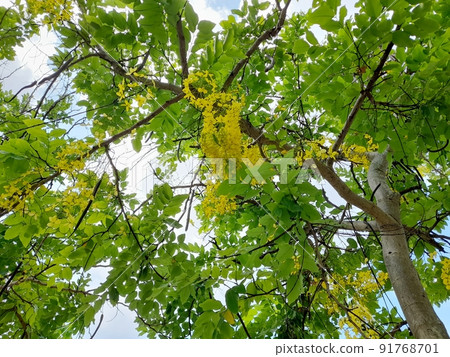 Flower and fruit plant Flower and fruit plant 91768701