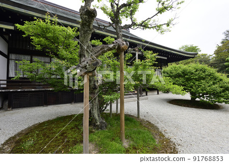 京都大宮皇宮Gojo,紅色和白色李子的南部庭院 京都大宮皇宮Gojo,紅色和白色李子的南部庭院 91768853
