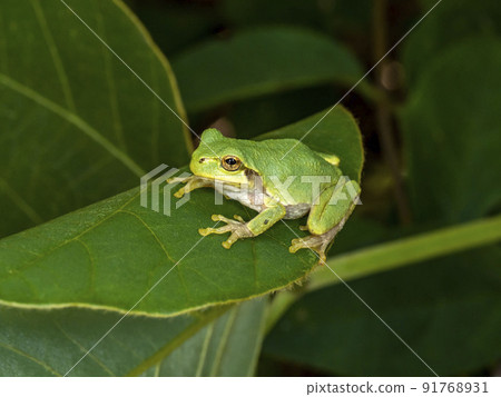 Japanese tree frog on a leaf 91768931