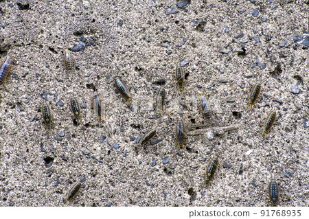 堤岸上的異國情調 91768935