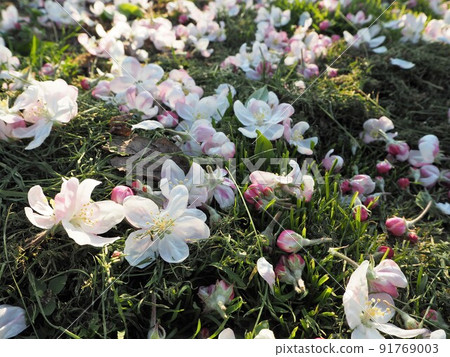 Plucked apple flowers Plucked apple flowers 91769003