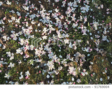 採摘的蘋果花 採摘的蘋果花 91769004