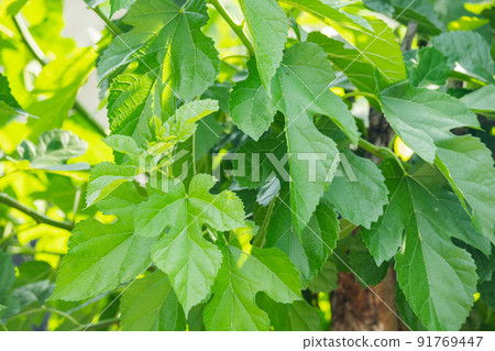 Mulberry leaves 91769447
