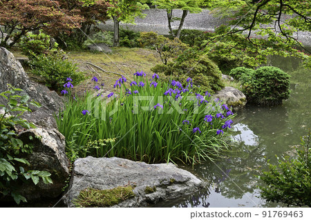 京都千戶皇宮南池Kakitsubata 京都千戶皇宮南池Kakitsubata 91769463