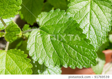 Lemon balm herbs Lemon balm herbs 91769539