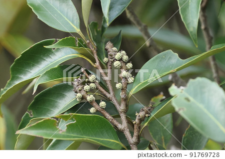 天然植物沖繩,石垣島六月。淺綠色的二年級橡子和今年出生的橡子像右枝上的疣 天然植物沖繩,石垣島六月。淺綠色的二年級橡子和今年出生的橡子像右枝上的疣 91769728