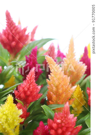 Close-up of potted cockscomb [white background] 91770005