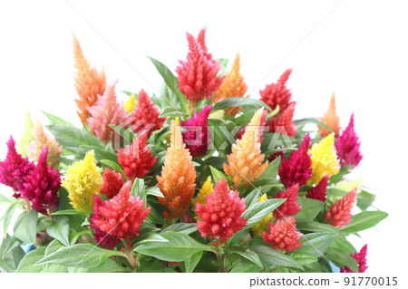 盆栽雞冠花特寫【白底】 91770015