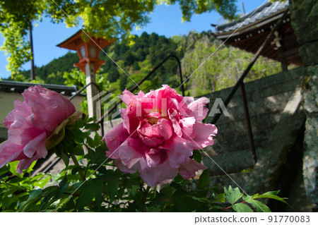 Red peony blooming in the precincts of Yoshimine-dera, Kyoto, Japan 91770083
