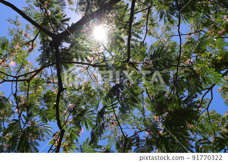 合歡花，太陽，藍天 91770322