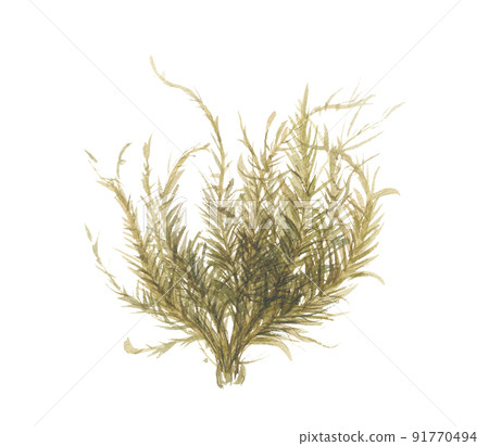 康尾松藻 康尾松藻 91770494