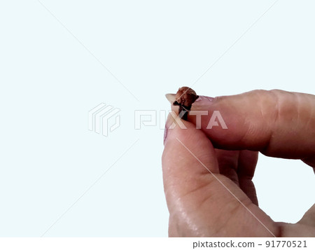 Dry spice cloves isolated on white background 91770521