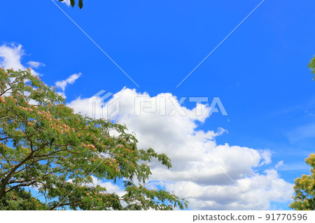 合歡花藍天雲 91770596