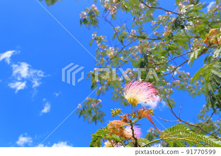 合歡花藍天雲 91770599