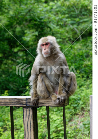 Wild Japanese monkey Azumino 91771503