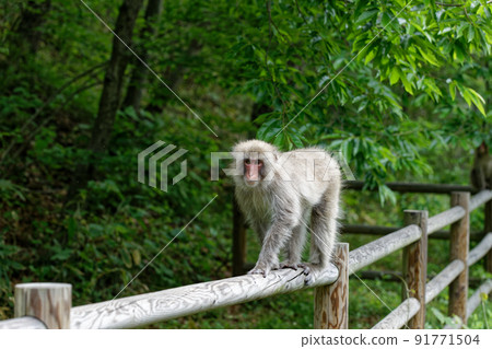Wild Japanese monkey Azumino 91771504