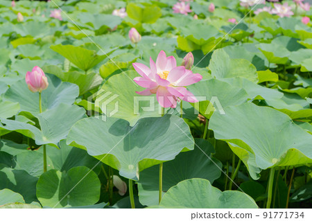 荷塘中綻放的粉紅色哈斯 91771734