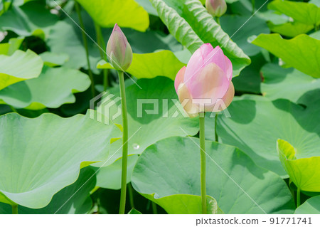 荷塘中綻放的粉紅色哈斯 91771741