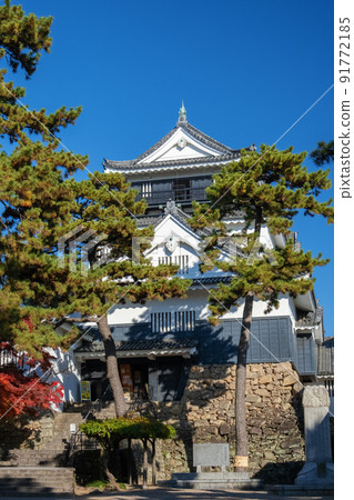 岡崎城天守閣和松樹 愛知縣 岡崎城天守閣和松樹 愛知縣 91772185
