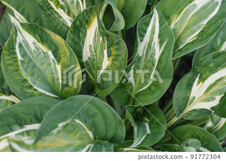 Leaves of hosta Striptease in the summer in the garden. natural background 91772304
