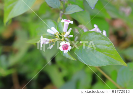 六角形花 六角形花 91772913