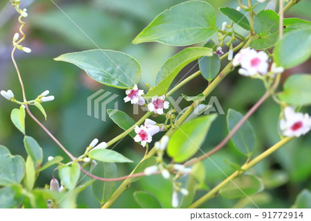 六角形花 六角形花 91772914