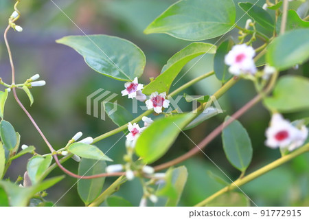 Flower of Hexacum chinensis Flower of Hexacum chinensis 91772915