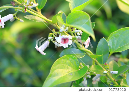 Flower of Hexacum chinensis Flower of Hexacum chinensis 91772920