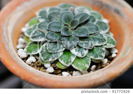 Begonia or Begonia Non Stop Mocca or Begonia maculata ,Begonia Maculata Wightii plant or succulent 91772926