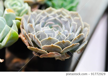 Kalanchoe, Kalanchoideae or Crassulaceae or K blossfeldiana or Magnoliophyta or succulent or cactus 91772929
