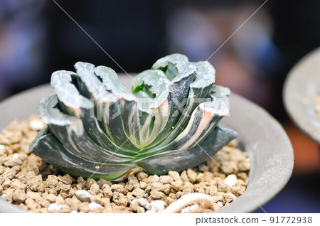 Haworthia ,Haworthia truncata or cactus or succulent . Haworthia ,Haworthia truncata or cactus or succulent . 91772938