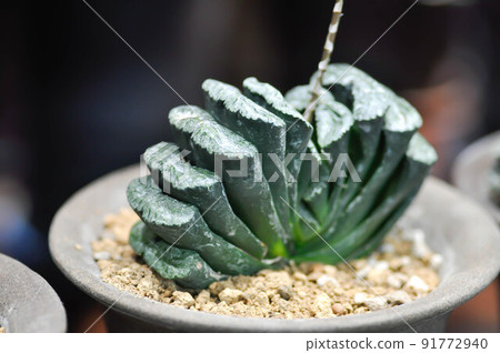 Haworthia ,Haworthia truncata or cactus or succulent . Haworthia ,Haworthia truncata or cactus or succulent . 91772940