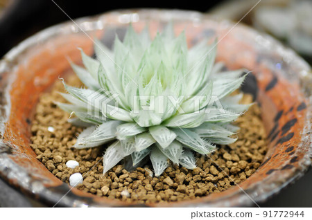 Haworthia ,Haworthia tsukikage or cactus or succulent. 91772944