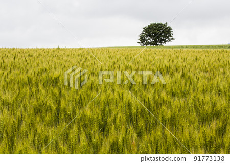 Hokkaido wide wheat field scenery 91773138
