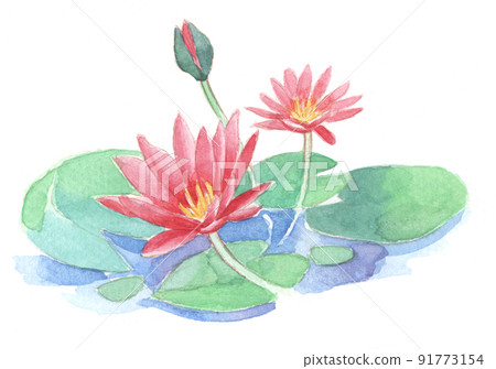 Watercolor: water lily 91773154
