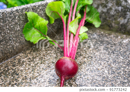 Harvested beets 91773242