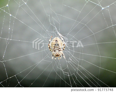 spider spider 91773748