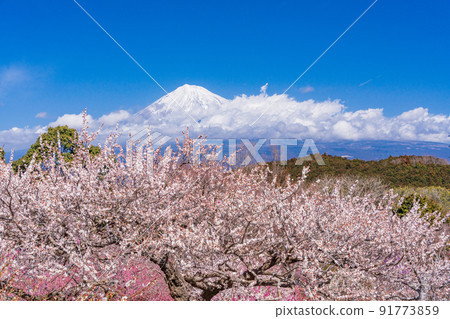 (Shizuoka Prefecture) Plums of Iwamotoyama Park and Mt. Fuji 91773859