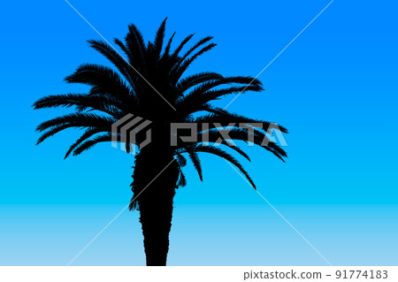 Palm tree silhouette Palm tree silhouette 91774183