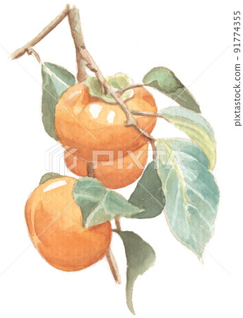 水彩:柿子 水彩:柿子 91774355