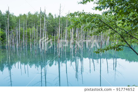 日本北海道神秘的藍湖 91774652