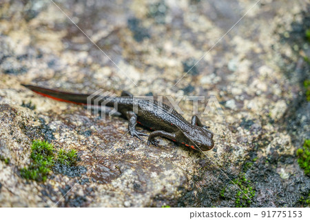 Akahara newt Akahara newt 91775153