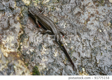 Akahara newt 91775158